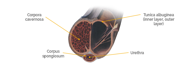 physiological-penile-erection-1