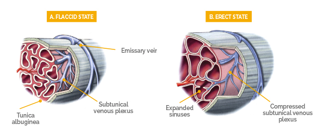 physiological-penile-erection-2